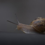 Snail - personal work